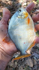 Pygopristis denticulata