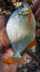 Pygopristis denticulata