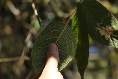 Callicarpa formosana formosana