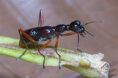 Neocollyris