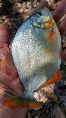 Pygopristis denticulata