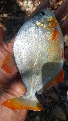 Pygopristis denticulata