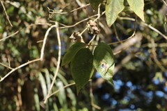 Callicarpa formosana formosana