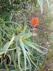 Aloe arborescens