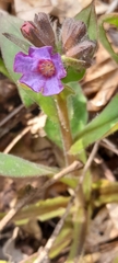 Pulmonaria officinalis