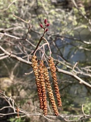 Alnus serrulata