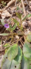Pulmonaria officinalis