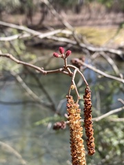 Alnus serrulata