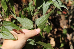Eupatorium tashiroi