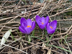 Crocus vernus
