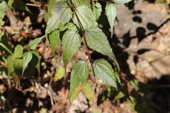 Eupatorium tashiroi