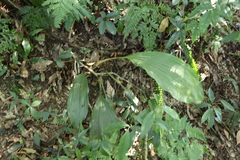 Acanthophippium striatum