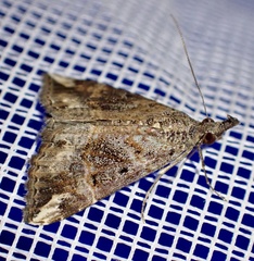 Hypena laceratalis