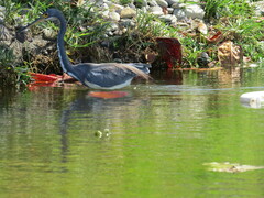 Egretta tricolor