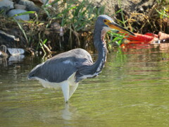 Egretta tricolor