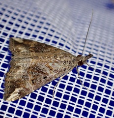 Hypena laceratalis