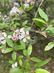Malus angustifolia