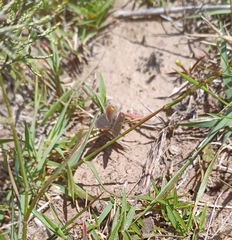 Eicochrysops messapus messapus