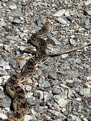 Pituophis melanoleucus