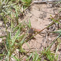 Eicochrysops messapus messapus
