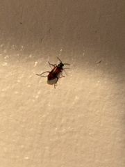 Anthocomus equestris