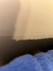 Anthocomus equestris