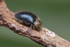 Dryopidae