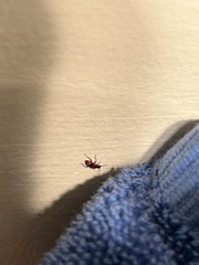 Anthocomus equestris