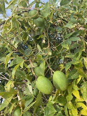 Passiflora