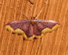Lophosis labeculata