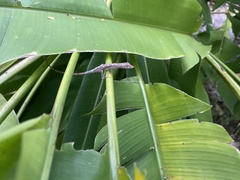 Anolis ustus