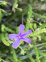 Jamesbrittenia microphylla