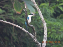 Todiramphus chloris davisoni