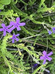 Jamesbrittenia microphylla