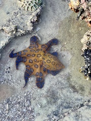 Hapalochlaena lunulata