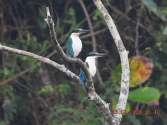 Todiramphus chloris davisoni