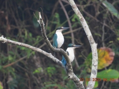 Todiramphus chloris davisoni