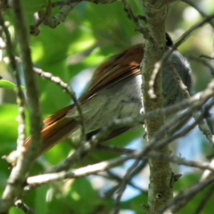 Terpsiphone viridis granti