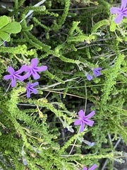 Jamesbrittenia microphylla