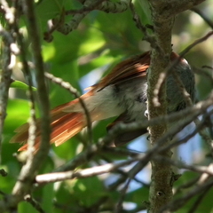 Terpsiphone viridis granti