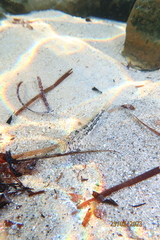 Lepidoblennius marmoratus