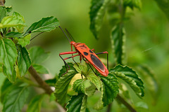 Macrocheraia grandis