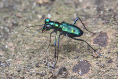 Cylindera versicolor