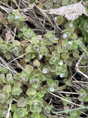 Veronica hederifolia-sublobata-triloba