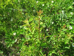 Spiraea media