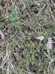 Veronica hederifolia-sublobata-triloba