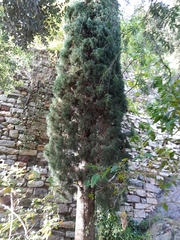 Juniperus chinensis