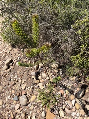 Oedera calycina