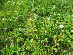 Spiraea media
