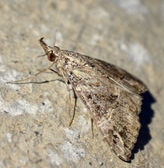 Hypena